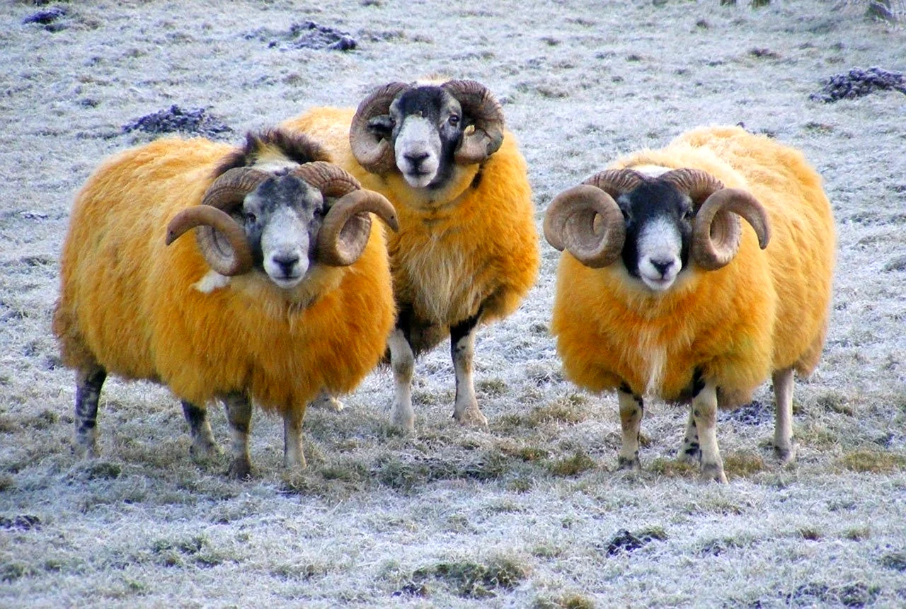 Высокогорная овца Перу