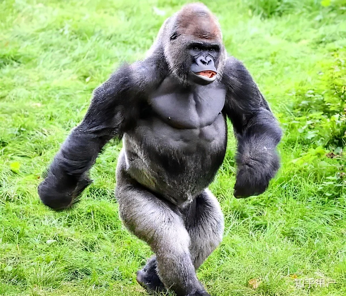 Взрослый самец гориллы