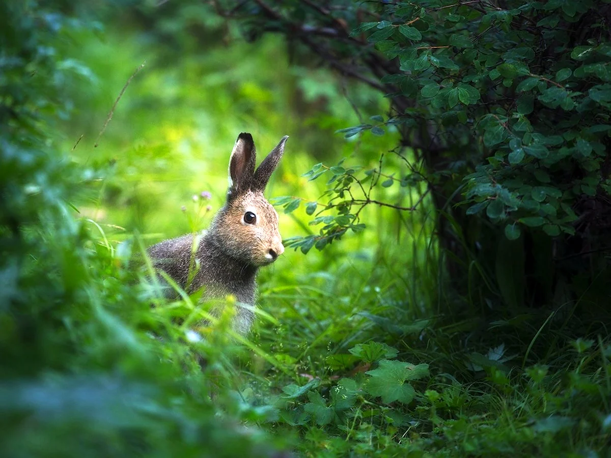 Заяц Беляк летом в лесу