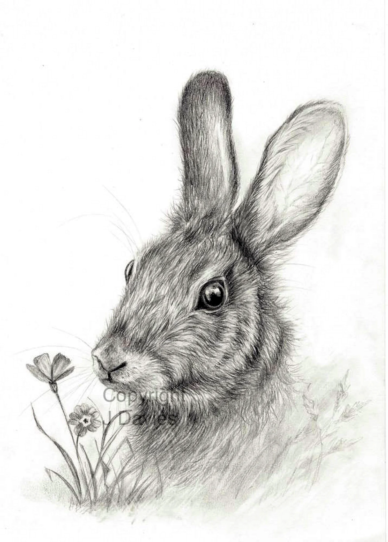 Кролик рисунок. Кролик карандашом. Заяц карандашом. Кролик рисунок карандашом. Зайка ручкой