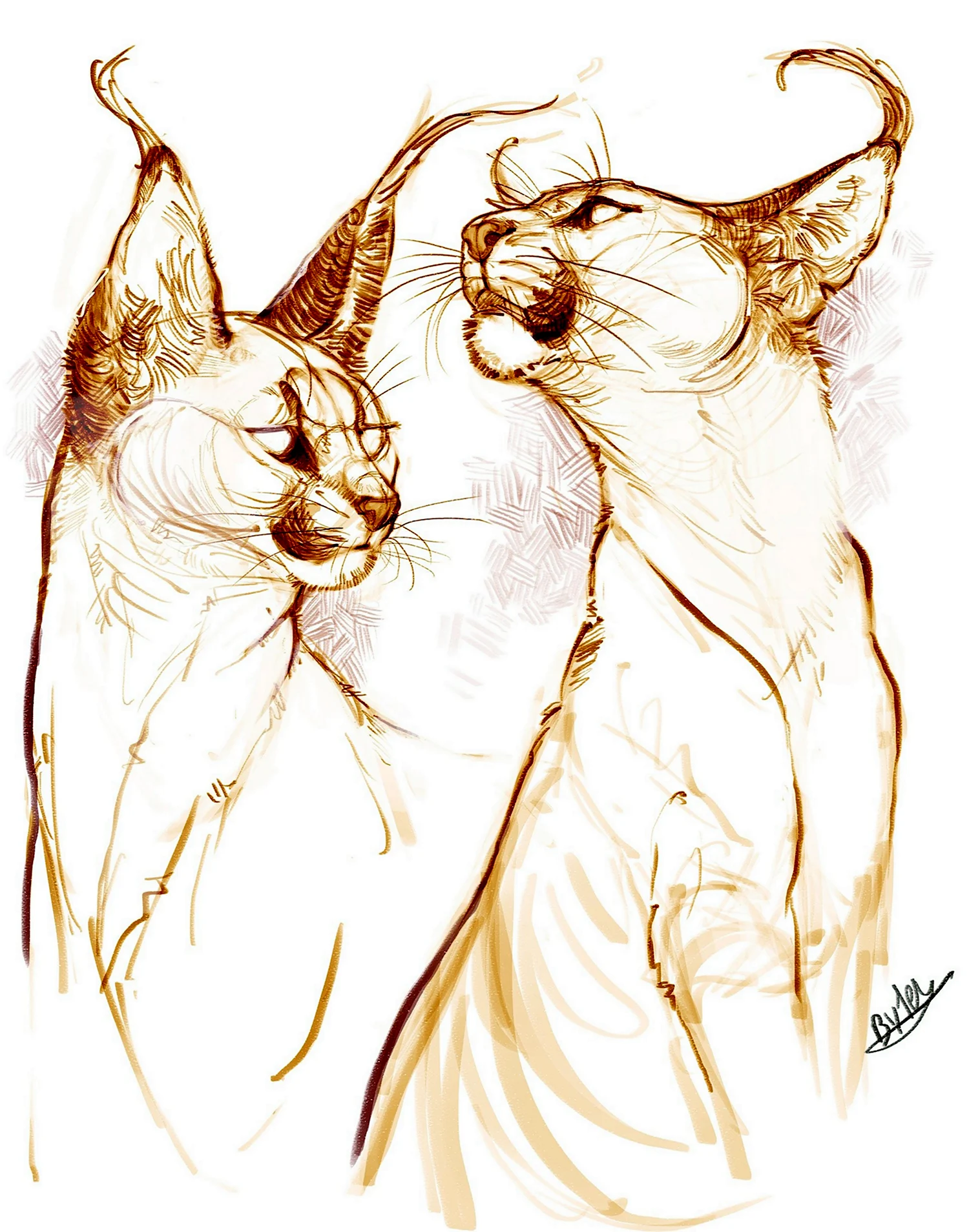 Зарисовки кошек