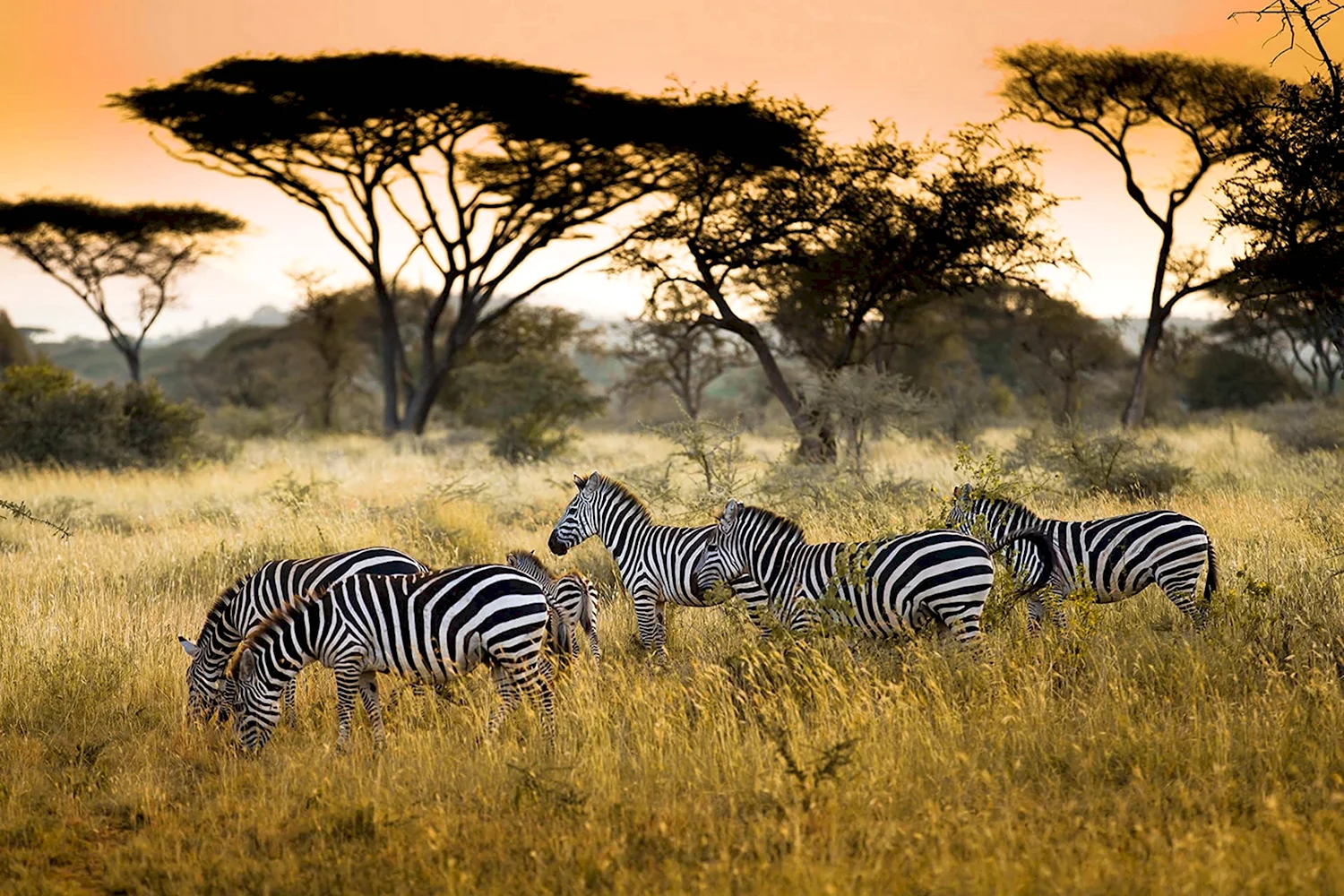 Зебры в саванне