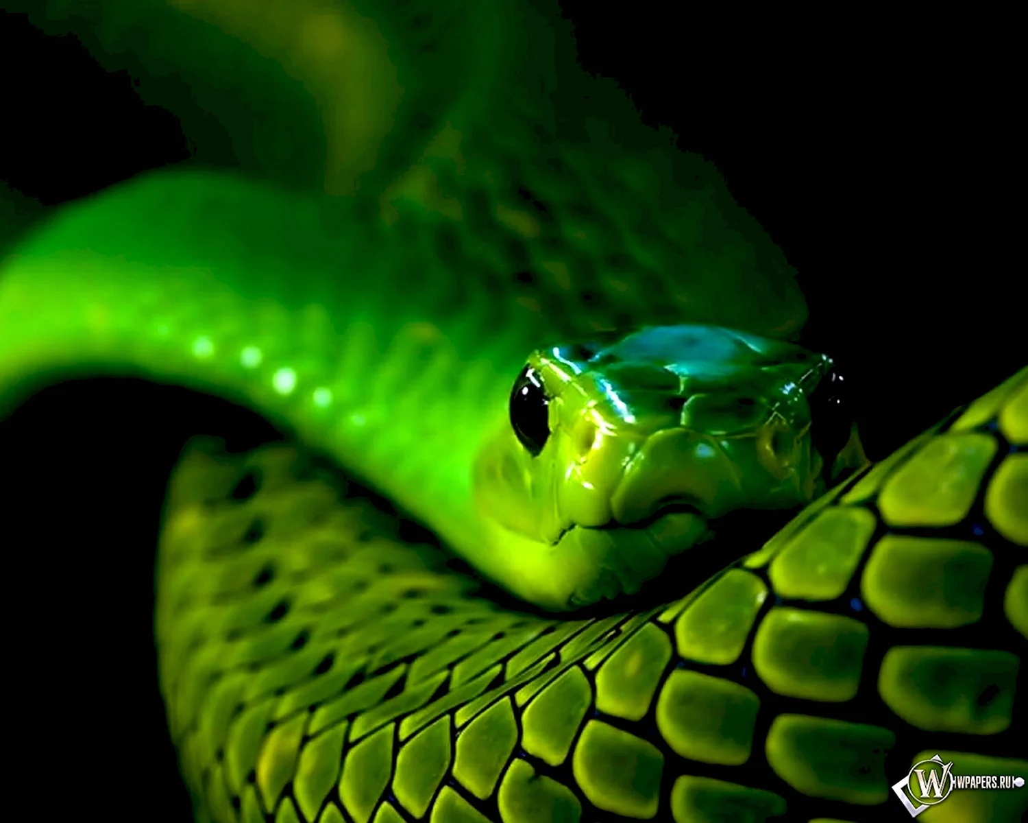 Зеленая ядовитая змея