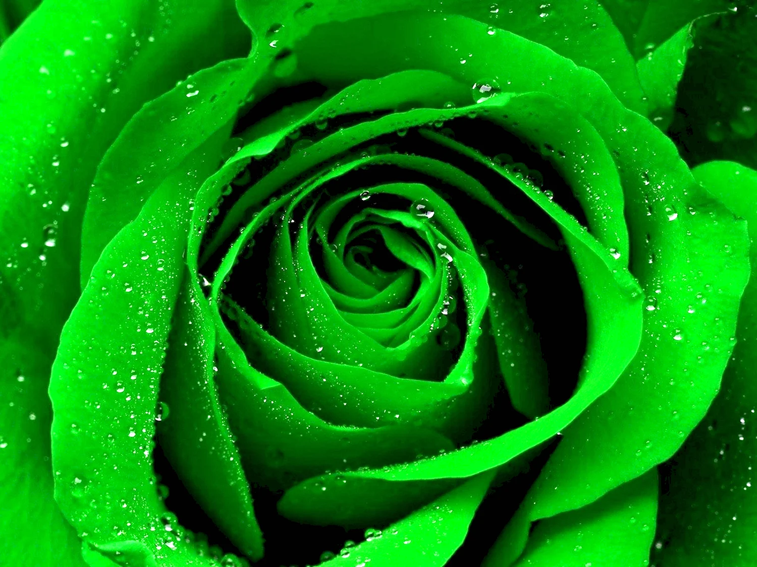 Зеленые розы Амарант
