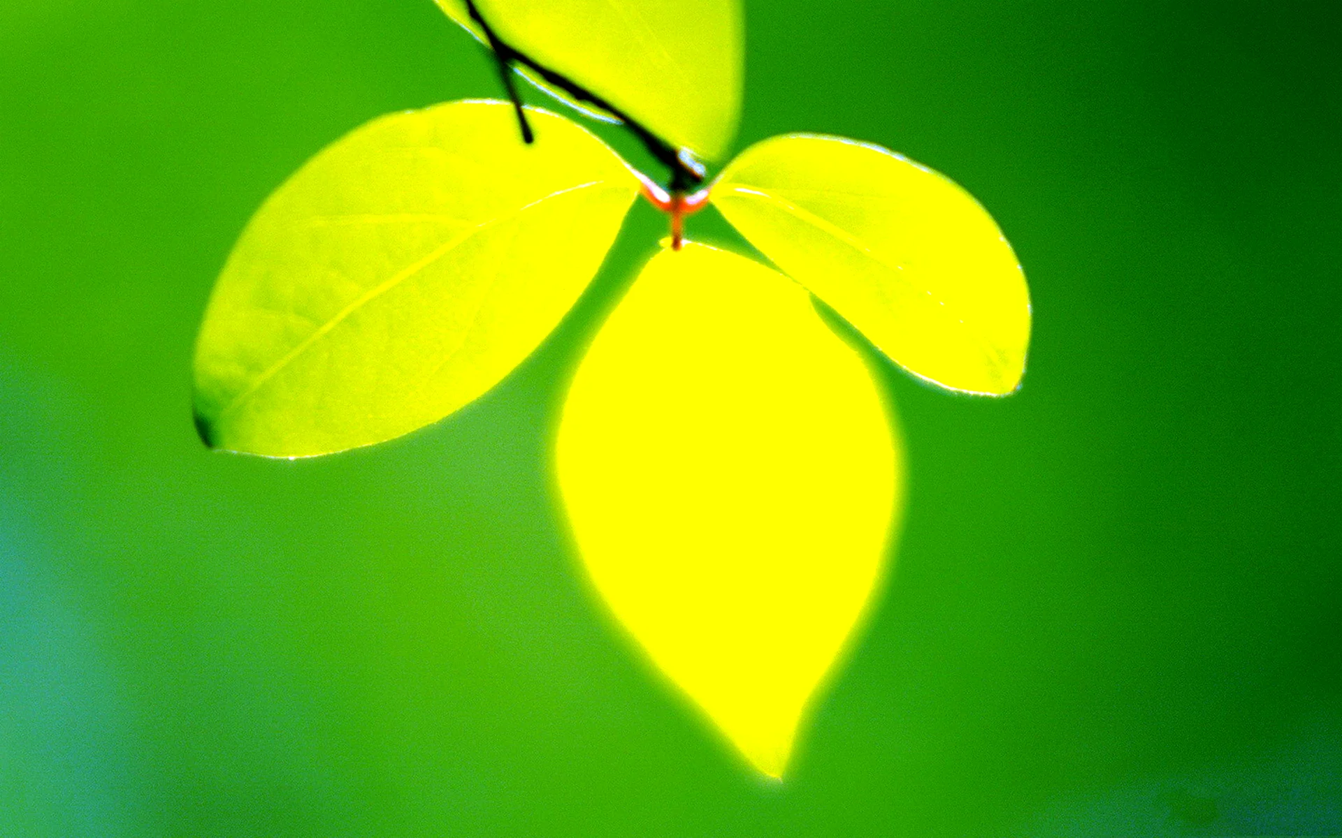 Желто зеленый лист