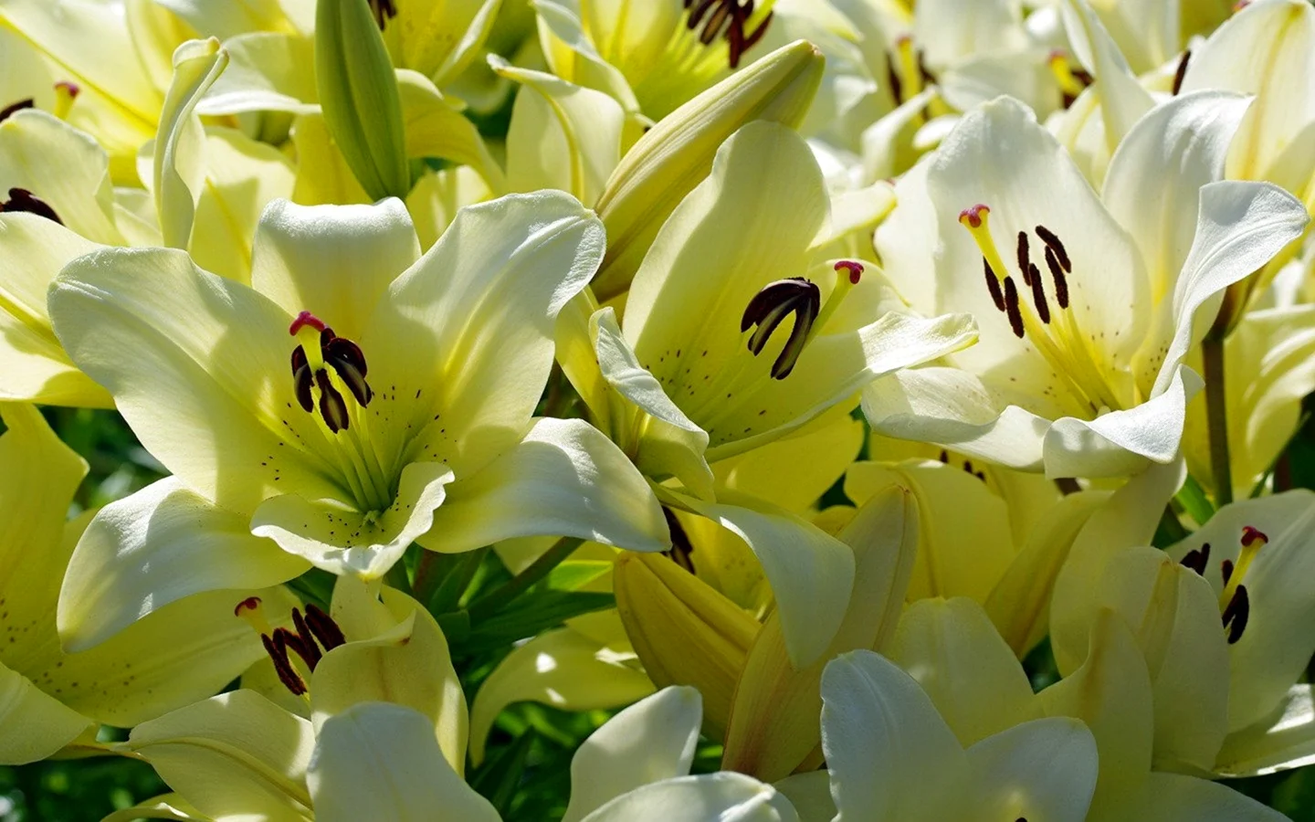 Желто-белые лилии цветы