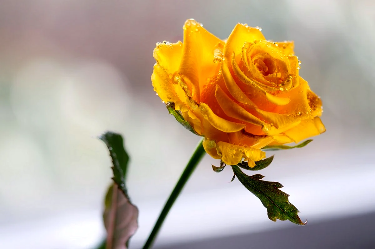 Желтые розы Лучезарный