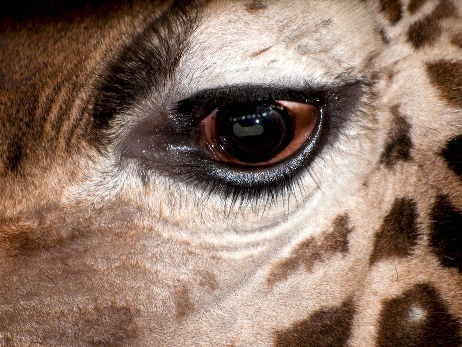Жираф глаза