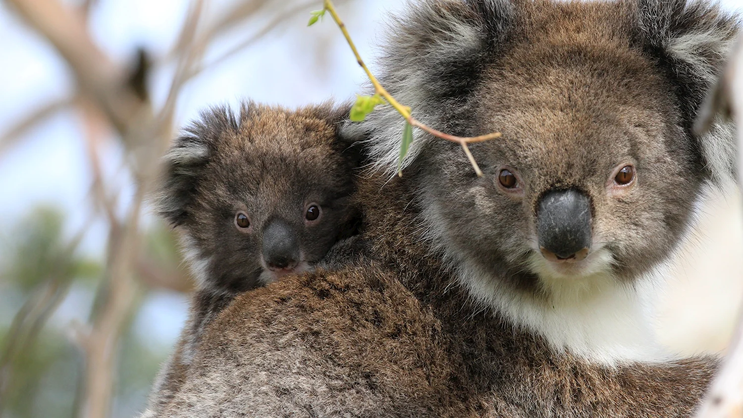 Животное похожее на коалу