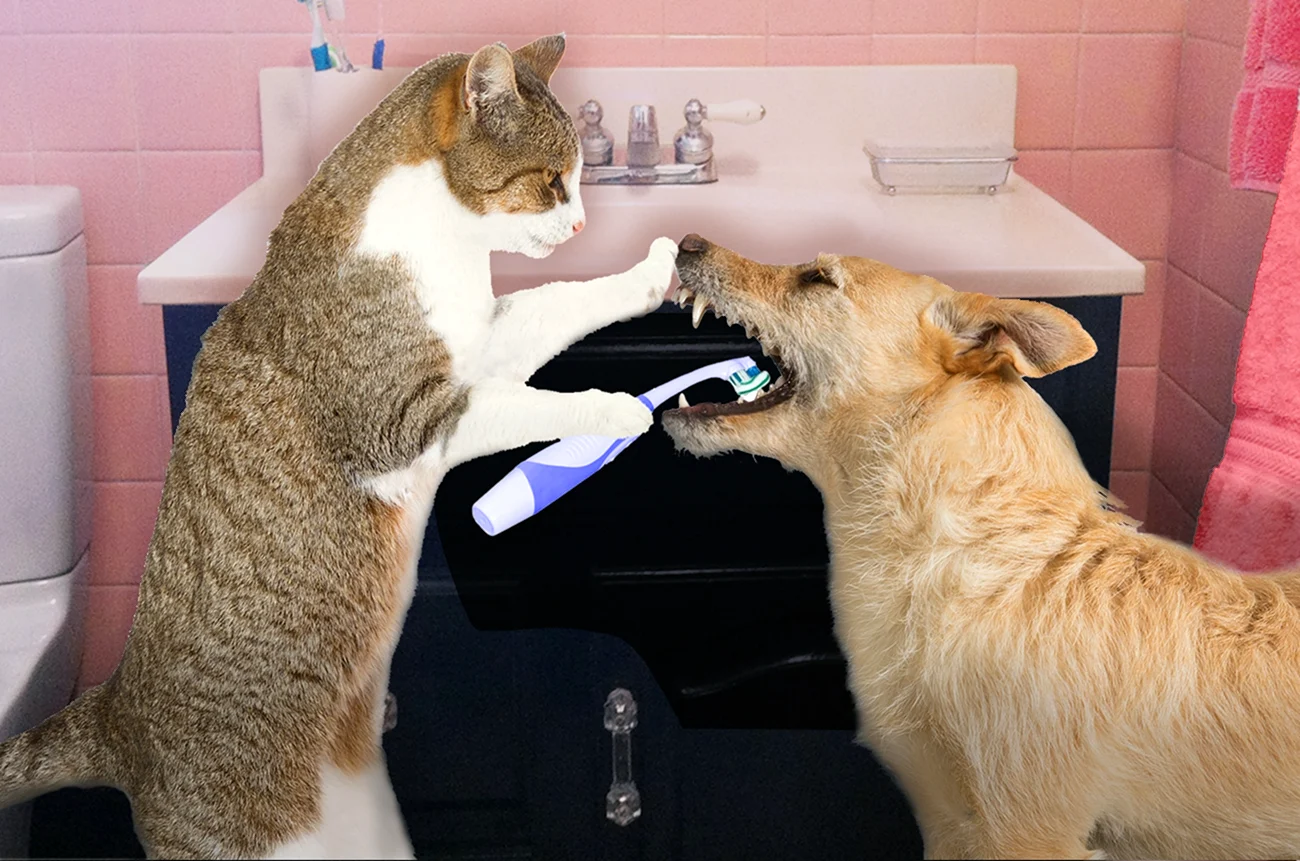 Кошка умывала нос. Животные умываются. Собака умывается. Гигиена кошек.