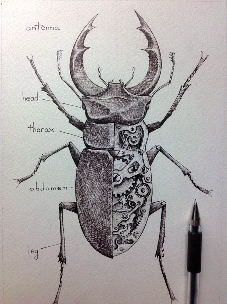 Рисунки жуков для срисовки (75 фото)