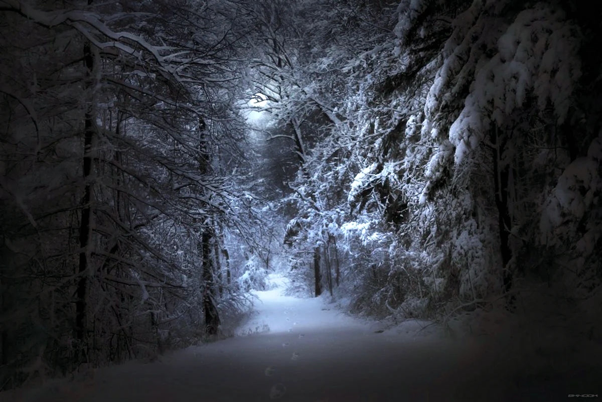 Глубокая ночь метель. Мрачный зимний лес. Ночной зимний лес. Зима ночь. Страшный зимний лес.