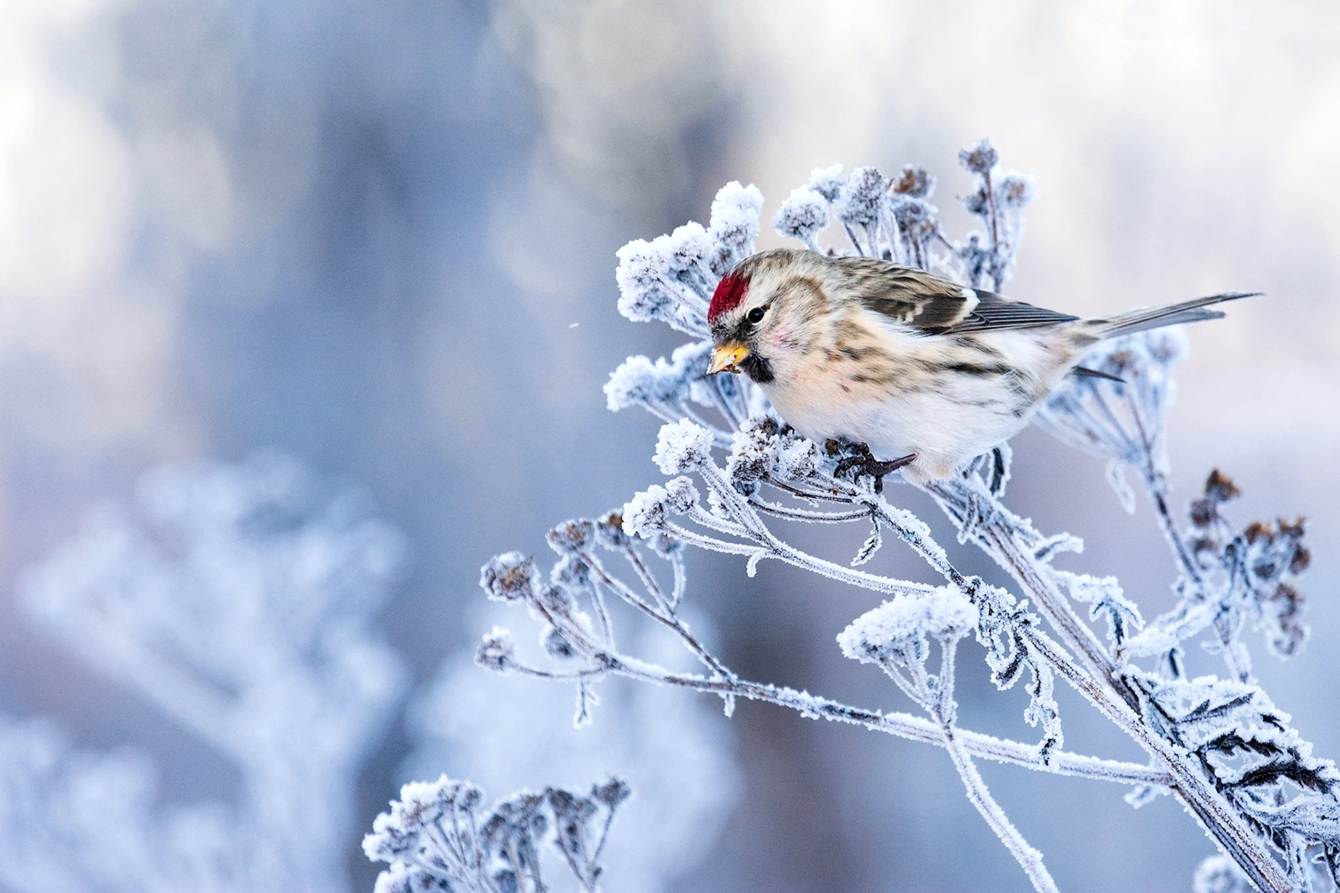 Снегирь птицы зимой с рябиной (39 фото)