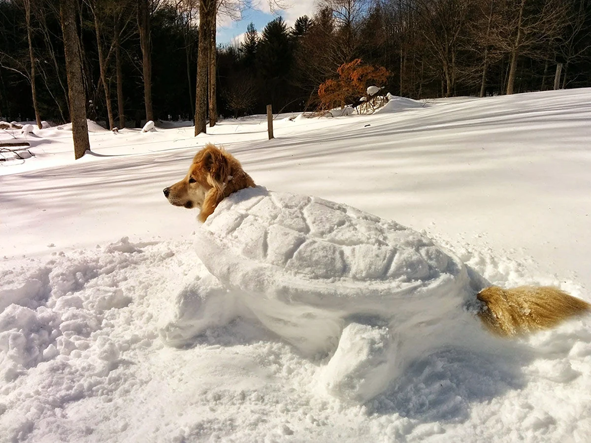 Собака зимой. Собака в снегу. Собака в сугробе. Зимние приколы. Снег смешная картинка