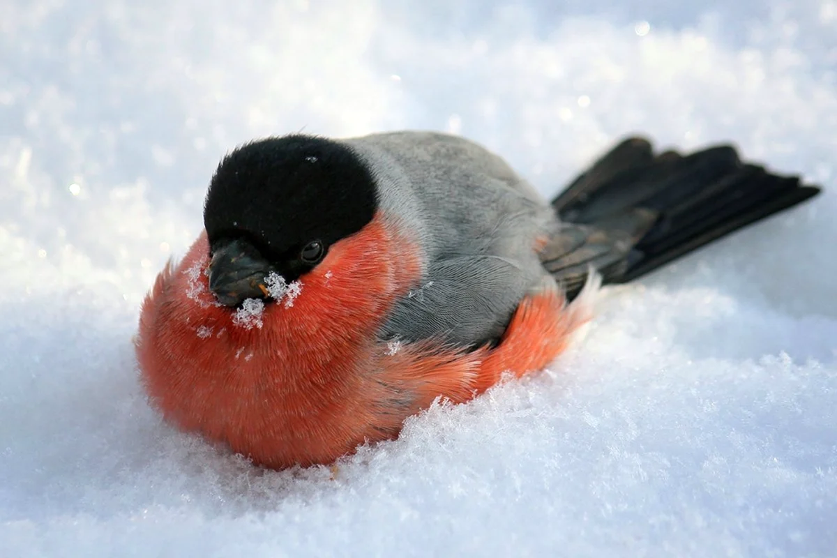 Зимние птицы Снегирь