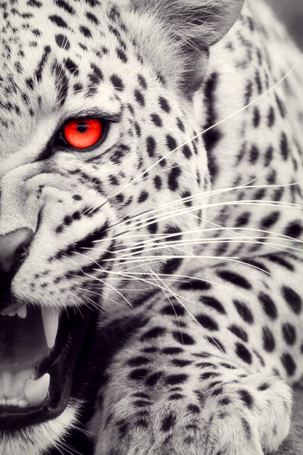 Злой леопард