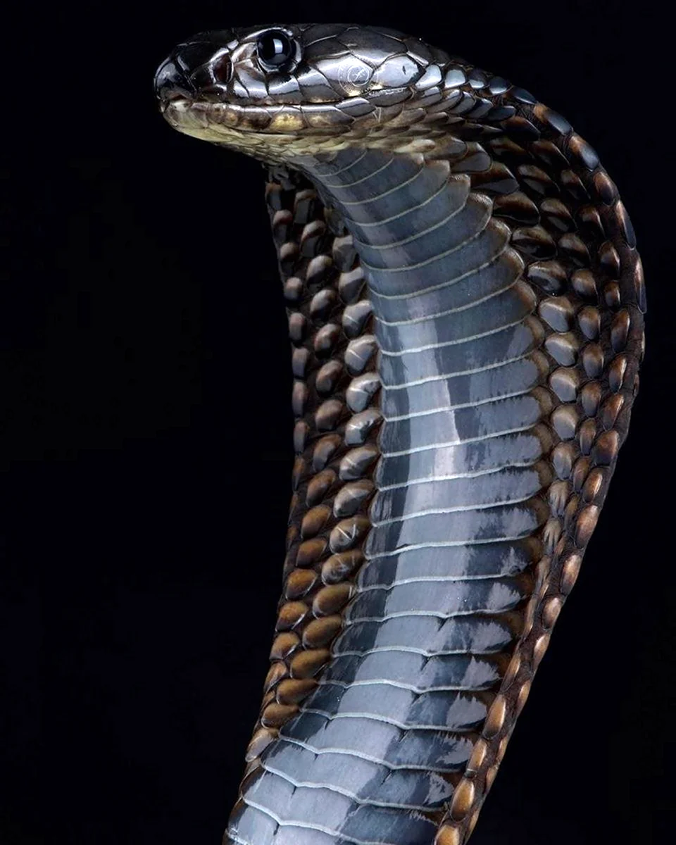 Змей Королевская Кобра