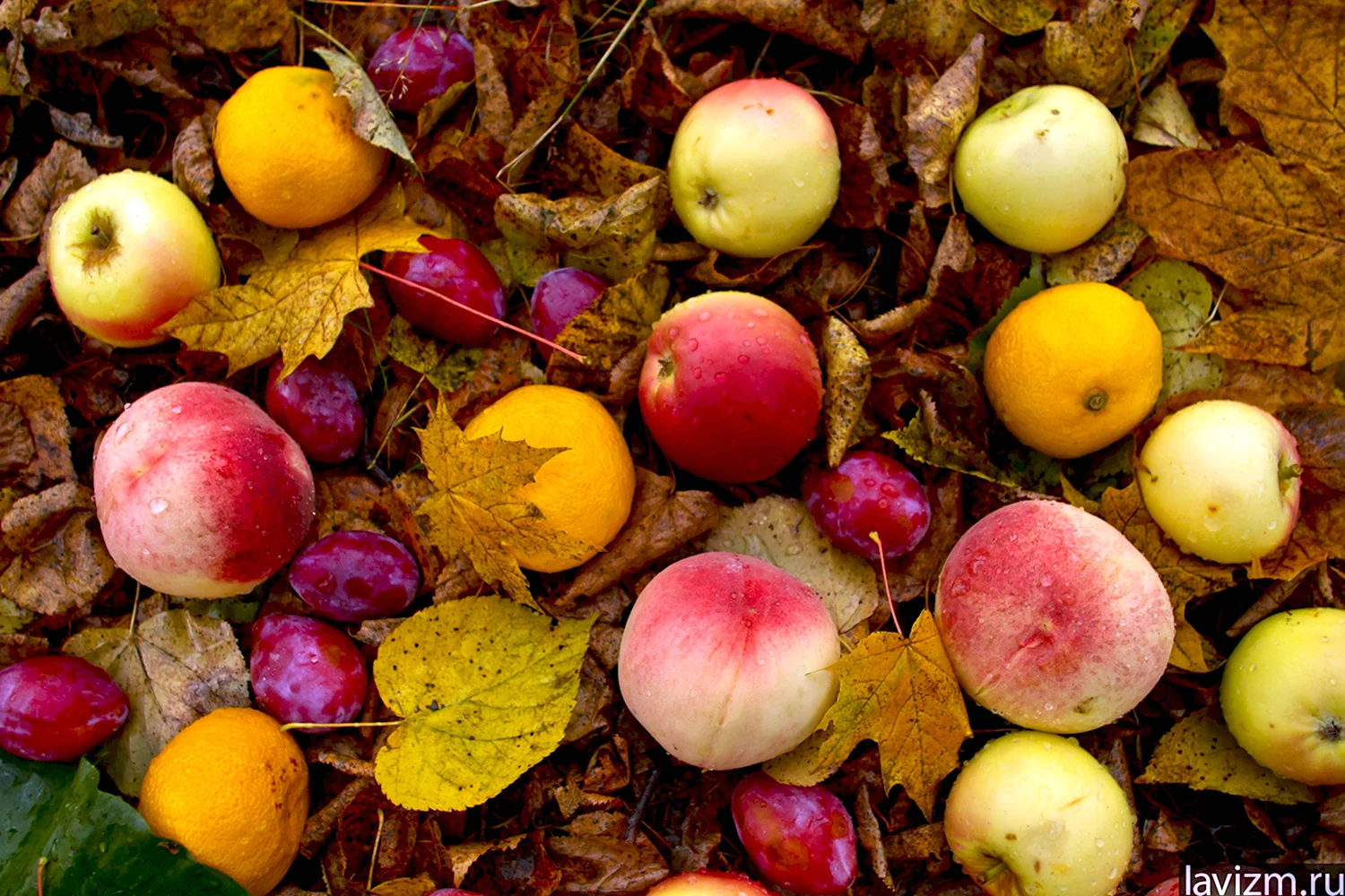 Золотая осень яблоки